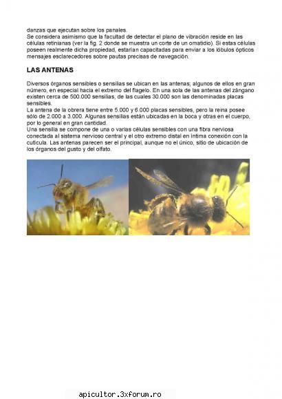 Anatomia albinei - zull - POZE