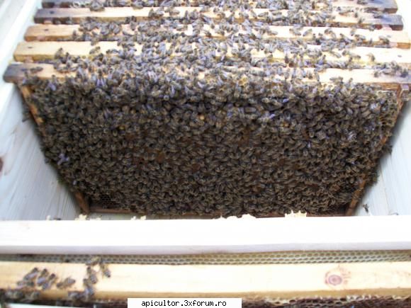 Anul Nou - la multi ani! sanatate si familii puternice in - TROMPETA CU MOSOR