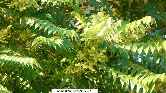 Evodia - Uite si o poza cu copacul in cauza.Acum incepe sa - ARBORI SI ARBUSTI MELIEFERI