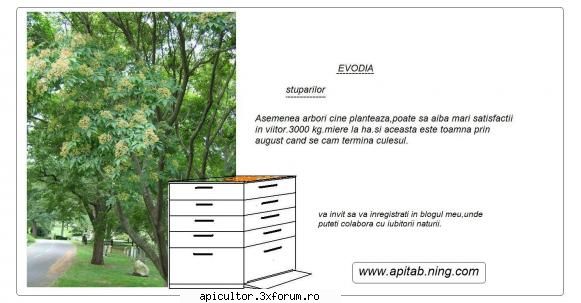 Evodia - Orcum voi planta cateva ha.in Romania,acum sunt - ARBORI SI ARBUSTI MELIEFERI