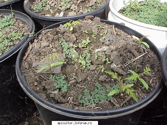 Evodia - Primele rasaduri - ARBORI SI ARBUSTI MELIEFERI