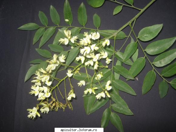 Evodia - Asa arata floarea de aproape - ARBORI SI ARBUSTI MELIEFERI