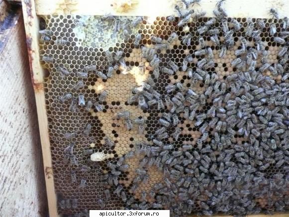 Feluri de botci in stup(Tipuri) - O intrebare pt.valy: -De ce construiesc uneori - APICULTOR INCEPATOR
