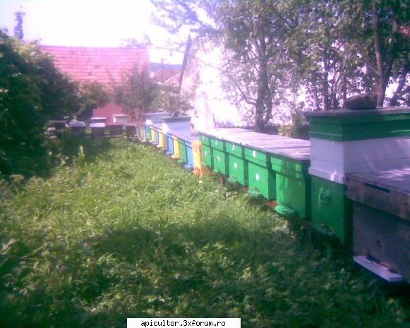 Folia - folosirea ei - Simi_85 - APICULTOR INCEPATOR