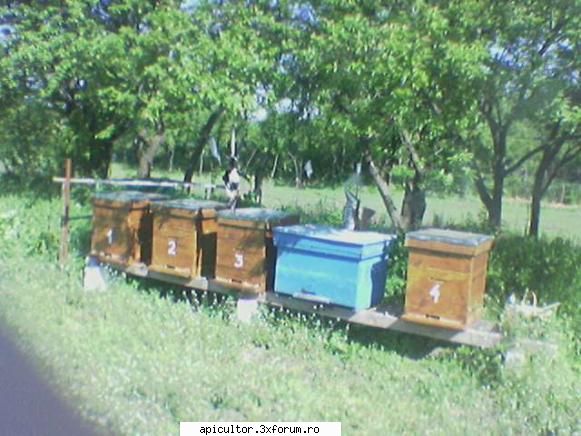 Fotografiile lui prisecarul - am pus caturile - POZE