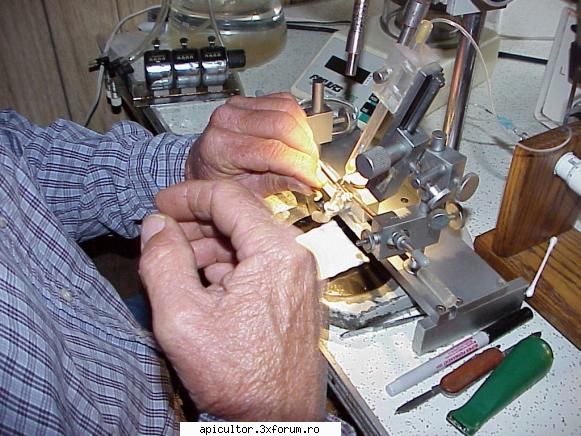 Insamintarea artificiala - Si recoltarea spermei de la trantori - CRESTEREA MATCILOR