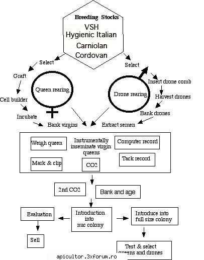 Interesanta metoda de crestere a reginelor - Doar o schema. Ghitza fi cuminte - CRESTEREA MATCILOR
