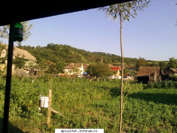 Juchi - stupinuta mea 2o12 - cam asta vad albinutele la decolare ... tinta - POZE