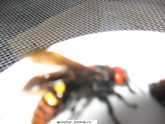 Lupul albinelor? - In micuta mea stupina am prins citeva insecte ca - POZE
