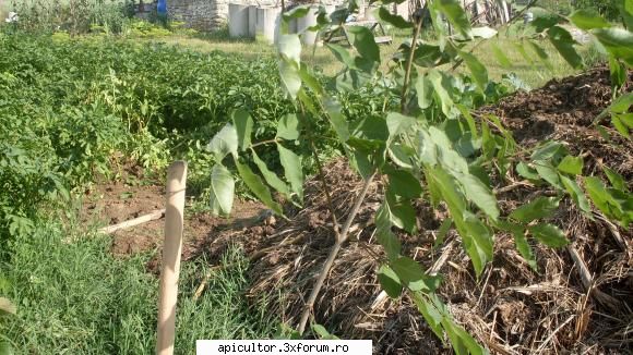 Mic catalog al plantelor melifere - evodia si bate cam tot - PLANTE MELIEFERE