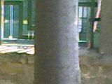 Mic catalog al plantelor melifere - sfantul spiridon - PLANTE MELIEFERE