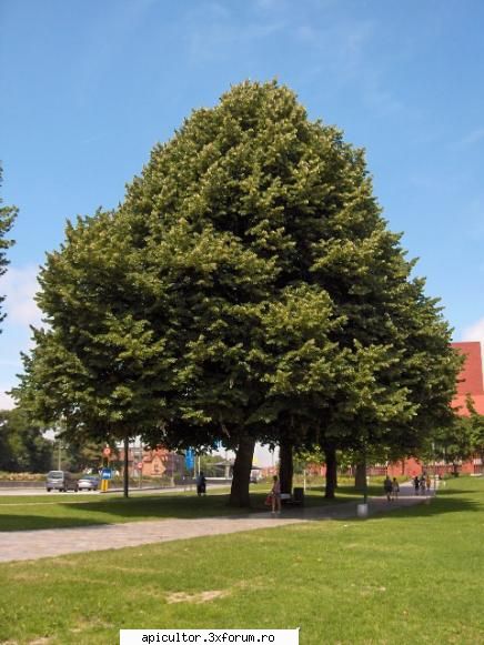 Mic catalog al plantelor melifere - Tilia tomentosa Moench. (tei argintiu, tei alb) - PLANTE MELIEFERE