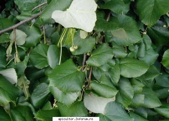 Mic catalog al plantelor melifere - zull - PLANTE MELIEFERE
