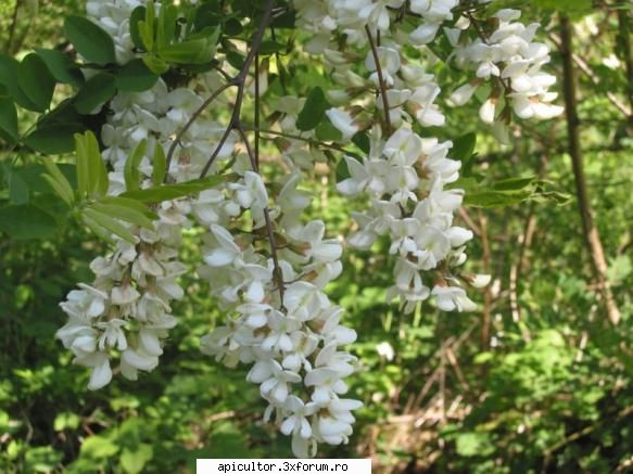 Mic catalog al plantelor melifere - zull - PLANTE MELIEFERE