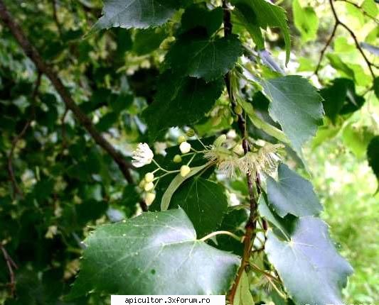 Mic catalog al plantelor melifere - Tilia cordata Mill., (tei pucios, tei cu - PLANTE MELIEFERE