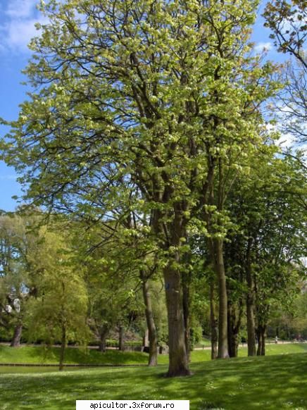 Mic catalog al plantelor melifere - Teiul cu frunza mare, sau Tilia platyphyllos - PLANTE MELIEFERE