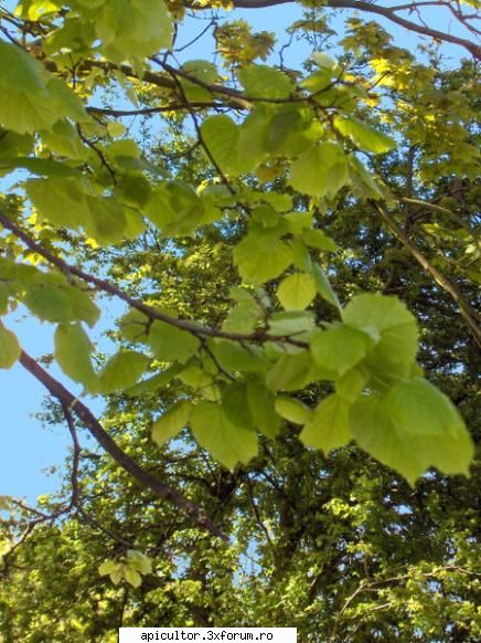 Mic catalog al plantelor melifere - zull - PLANTE MELIEFERE