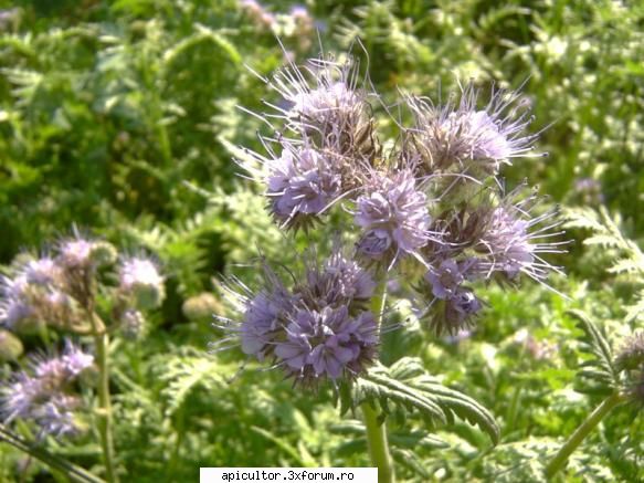 Mic catalog al plantelor melifere - Facelia (sinonim Eutoca) este un gen din familia - PLANTE MELIEFERE