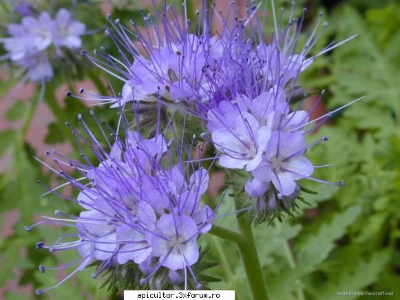 Mic catalog al plantelor melifere - zull - PLANTE MELIEFERE