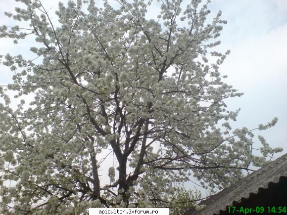 Mic catalog al plantelor melifere - mihaipop_55 - PLANTE MELIEFERE