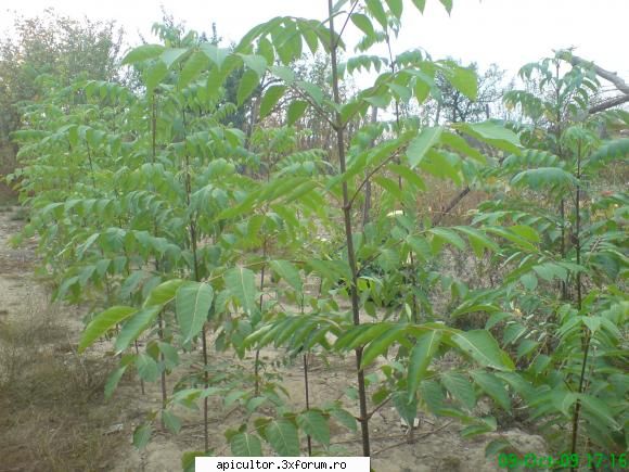 Mic catalog al plantelor melifere - mihaipop_55 - PLANTE MELIEFERE