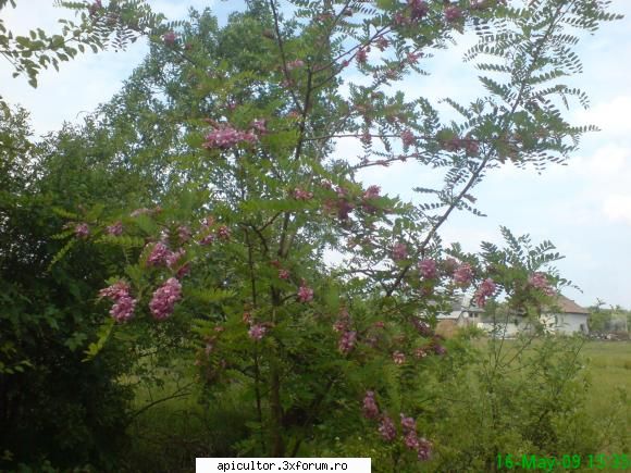 Mic catalog al plantelor melifere - mihaipop_55 - PLANTE MELIEFERE