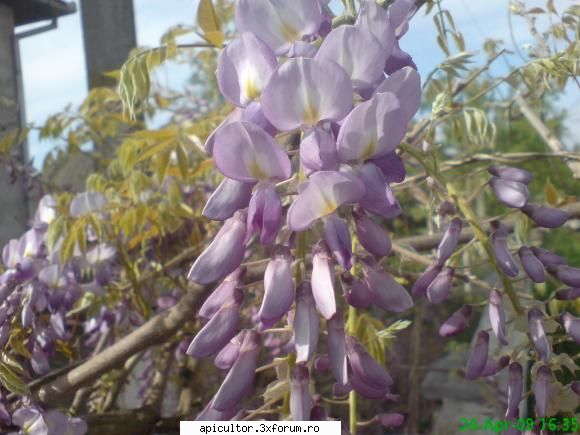 Mic catalog al plantelor melifere - mihaipop_55 - PLANTE MELIEFERE