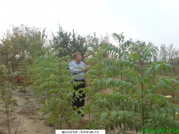 Mic catalog al plantelor melifere - da, am vreo 68 bucati ,se vad si in poza - PLANTE MELIEFERE