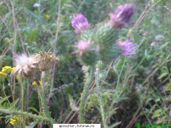 Mic catalog al plantelor melifere - mihaipop_55 - PLANTE MELIEFERE