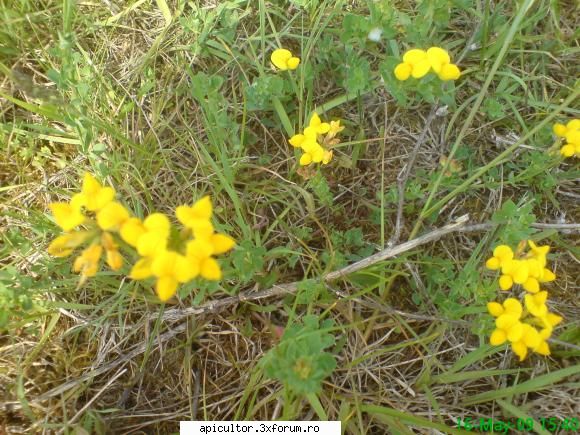 Mic catalog al plantelor melifere - mihaipop_55 - PLANTE MELIEFERE