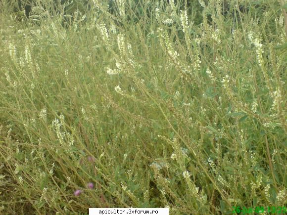 Mic catalog al plantelor melifere - mihaipop_55 - PLANTE MELIEFERE