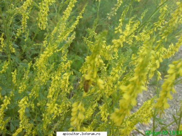 Mic catalog al plantelor melifere - sulfina galbena - PLANTE MELIEFERE
