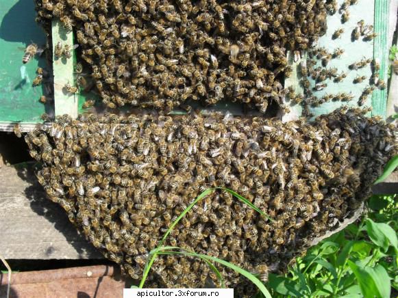 Poze Alin Stoian - ventilatie la greu ! a fost schimbat intr-un stup - POZE