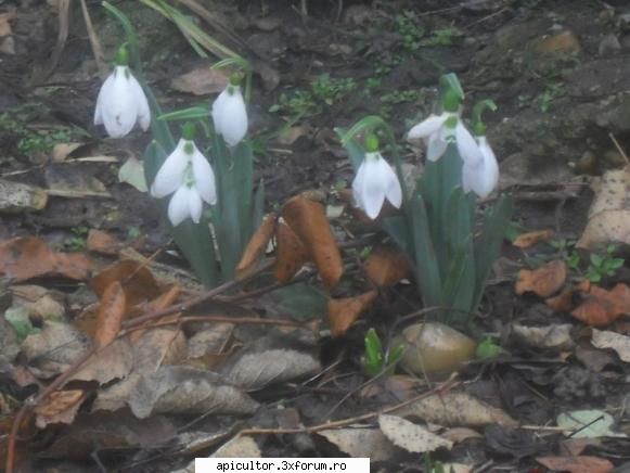 Poze Alin Stoian - Semnele primaverii - POZE