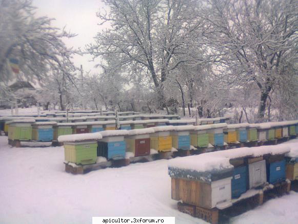 Poze cu stupi mei !!! - Stupina in iarna , asteptand cu nerabdare - POZE