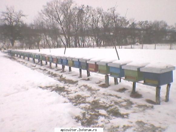 Poze dinupaltinis. - Albinele mele in - POZE