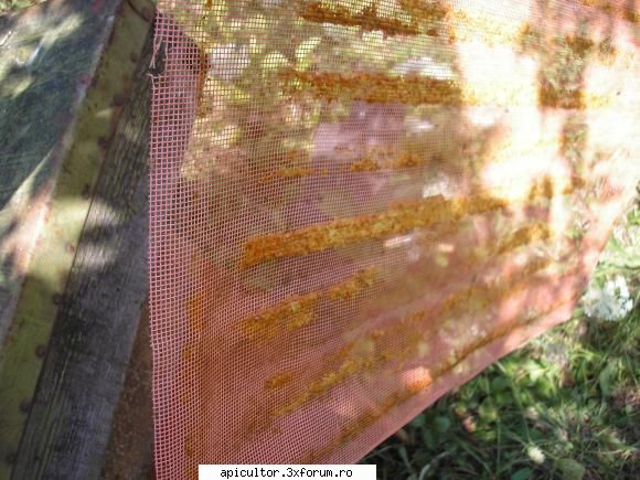 Prima recolta - Dupa ce am fost rugat de un coleg sa-i dau - COLECTOARE PROPOLIS