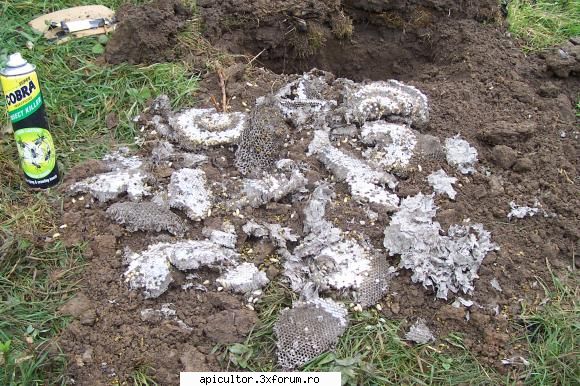 Probleme cu viespii - Am hotarat sa cumpar un insecticid si sulf - DISCUTII DIVERSE