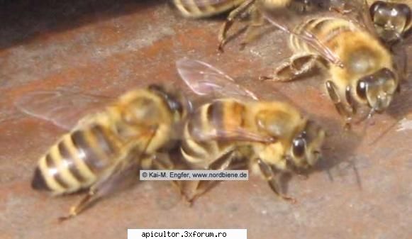 Rase de albine - melifera carnica - CRESTEREA MATCILOR