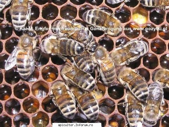 Rase de albine - aceeaşi melifera caucasica - CRESTEREA MATCILOR