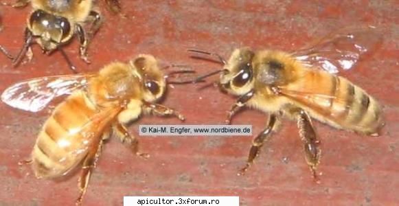 Rase de albine - mellifera lingustica - CRESTEREA MATCILOR