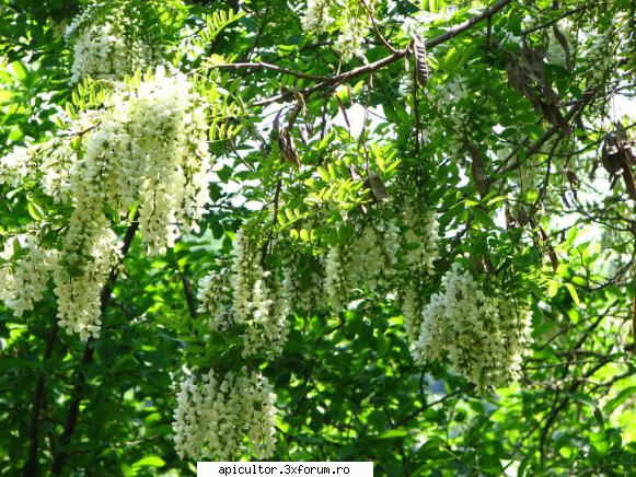 Salcamul - salcam inflorit - PLANTE MELIEFERE