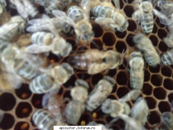 Schimbare linistita de matca? - Gabriela Cruceru - APICULTOR INCEPATOR