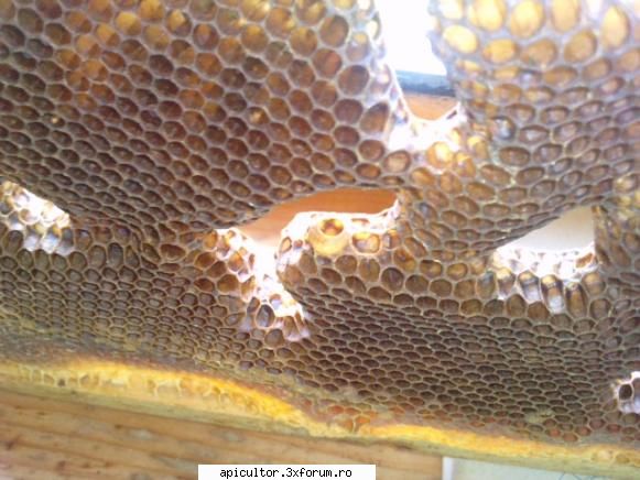 Schimbare linistita de matca? - poate una si aceeasi ? eu am simtit ca este alta - APICULTOR INCEPATOR