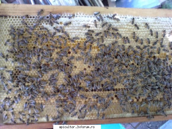 Schimbare linistita de matca? - o rama cu puiet capacit de printese - APICULTOR INCEPATOR