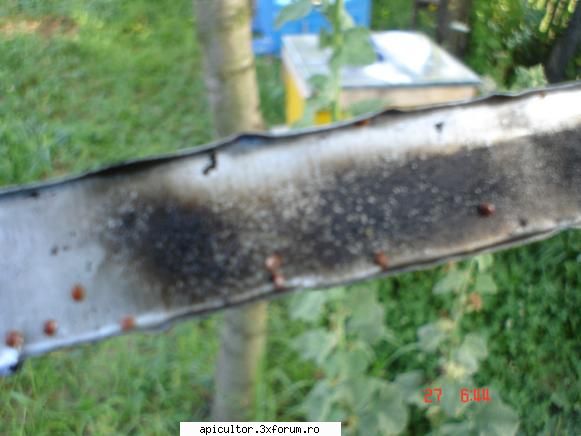 TRATAMENT URGENT- - dupa care am ramas PERPLEX.... :x - BOLI SI TRATAMENTE