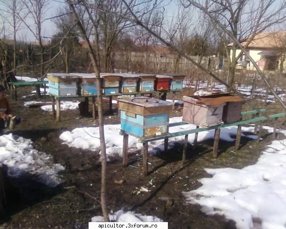 Tratament de primăvară - DUTA DANIEL 1 - BOLI SI TRATAMENTE