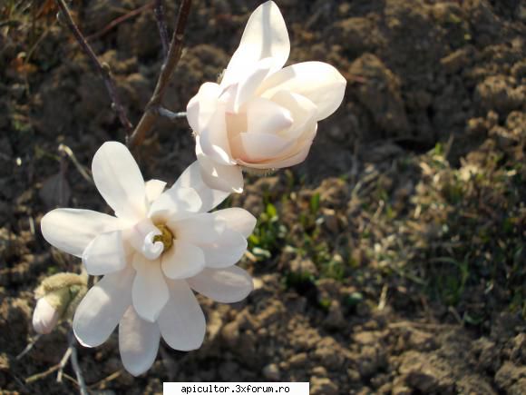 Un proiect nou in viata mea - Primul an in care infloreste Magnolia - DESPRE MINE! CINE SUNT!!!