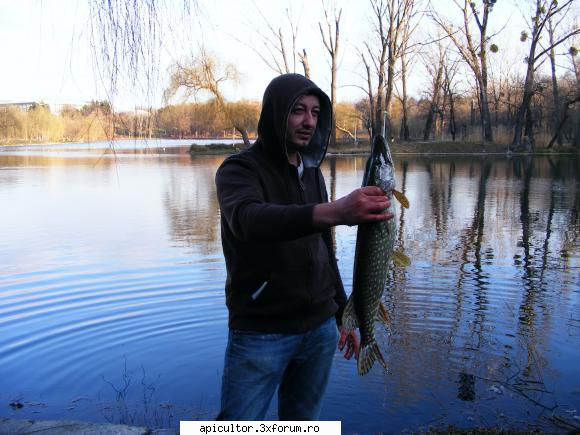 alt hoby - Pe Tineretului(parc),stuca prinsa in primavara - PASIUNI