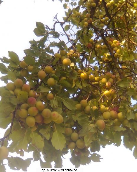 arbusti fructiferi - Dumnezeu ne-a dat roada bogata....va curge - PASIUNI